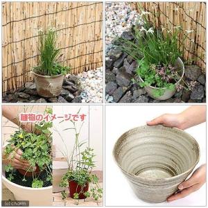 (ビオトープ)睡蓮 私の小さなビオトープ 益子...の詳細画像1