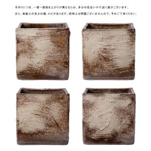 (ビオトープ)睡蓮 私の小さなビオトープ 益子...の詳細画像3