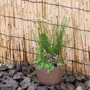 （ビオトープ）睡蓮　私の小さなビオトープ　益子焼　彩（ＳＡＩ）　姫睡蓮鉢　赤楽（説明書付）　沖縄不可