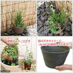 (ビオトープ)睡蓮 私の小さなビオトープ 益子...の詳細画像1