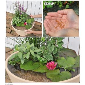 (ビオトープ)(めだか)はじめての睡蓮セット(...の詳細画像1