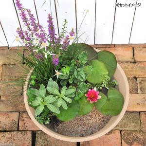 (ビオトープ)(めだか)はじめての睡蓮セット(...の詳細画像2