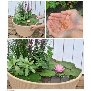 (ビオトープ)(めだか)はじめての睡蓮セット ...の詳細画像1