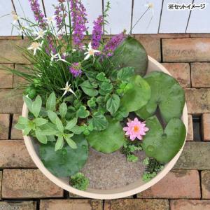 (ビオトープ)(めだか)はじめての睡蓮セット ...の詳細画像2