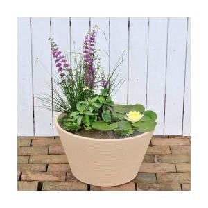 （ビオトープ）（めだか）はじめての睡蓮セット（睡蓮黄＋メダカ睡蓮鉢ベージュ＋ヒメダカ＋浮き草他）１セット　説明書付　本州四国限定