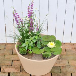 (ビオトープ)(めだか)はじめての睡蓮セット(...の詳細画像2