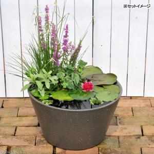 （ビオトープ）睡蓮セット（睡蓮赤＋メダカ睡蓮鉢グレー＋ヒメダカ＋浮き草他）１セットオリジナル　本州四国限定｜chanet