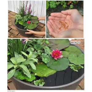(ビオトープ)睡蓮セット(睡蓮赤+メダカ睡蓮鉢...の詳細画像1