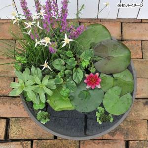 (ビオトープ)睡蓮セット(睡蓮赤+メダカ睡蓮鉢...の詳細画像2