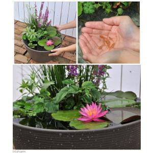 (ビオトープ)睡蓮セット(睡蓮桃+メダカ睡蓮鉢...の詳細画像1