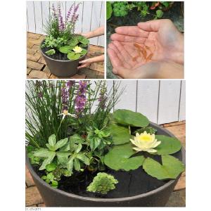 (ビオトープ)睡蓮セット(睡蓮黄+メダカ睡蓮鉢...の詳細画像1