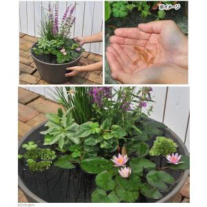 (ビオトープ)(めだか)はじめての睡蓮セット(...の詳細画像1