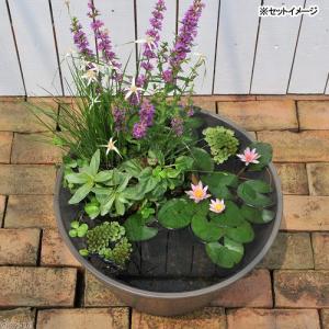 (ビオトープ)(めだか)はじめての睡蓮セット(...の詳細画像2