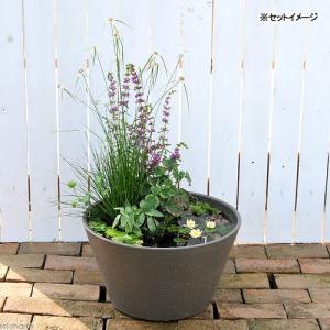 （ビオトープ）（めだか）はじめての睡蓮セット（姫睡蓮黄＋メダカ睡蓮鉢グレー＋ヒメダカ＋浮き草他）　１セット　説明書付　本州四国限定