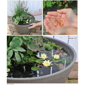 (ビオトープ)(めだか)はじめての睡蓮セット(...の詳細画像1