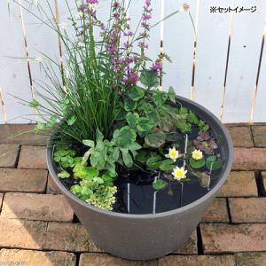 (ビオトープ)(めだか)はじめての睡蓮セット(...の詳細画像2