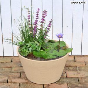 （ビオトープ）（めだか）はじめての熱帯性睡蓮セット（睡蓮青＋睡蓮鉢ベージュ＋ヒメダカ＋浮き草他）　１セット　本州四国限定