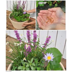 (ビオトープ)(めだか)はじめての熱帯性睡蓮セ...の詳細画像1