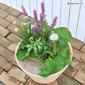 (ビオトープ)(めだか)はじめての熱帯性睡蓮セ...の詳細画像2