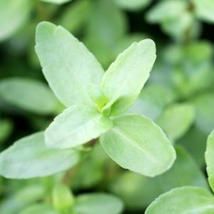 （水草）マダガスカル　バコパ（水上葉）（無農薬）（１０本）　北海道航空便要保温