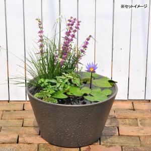 （ビオトープ）熱帯性睡蓮セット（睡蓮青＋睡蓮鉢グレー＋ヒメダカ＋浮き草他）１セットオリジナル　本州四国限定
