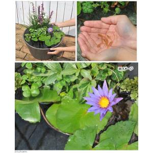 (ビオトープ)熱帯性睡蓮セット(睡蓮青+睡蓮鉢...の詳細画像1