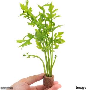 （水草）ライフマルチ（茶）ウォータースプライト（水上葉）（無農薬）（１個）