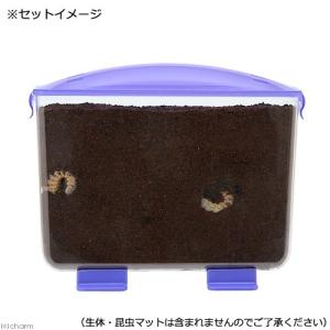 プラケース 見える観察ケース ラクぼっくすの詳細画像2