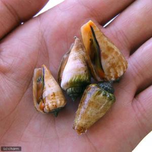 (海水魚)貝 マガキ貝 Sサイズ(2匹) 北海...の詳細画像1