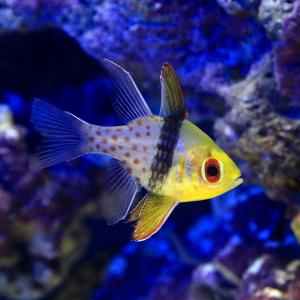 (海水魚)マンジュウイシモチ(3匹)の詳細画像1