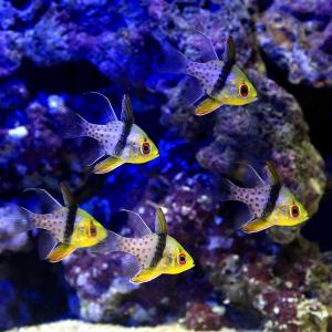 (海水魚)マンジュウイシモチ(3匹)の詳細画像2