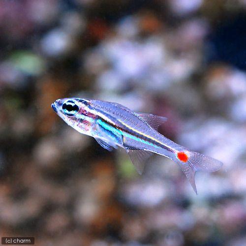 （海水魚）沖縄産　ネオンテンジクダイ（３匹）　北海道・九州航空便要保温