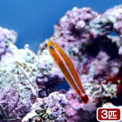 （海水魚）アオギハゼ（３匹）　北海道・九州航空便要保温