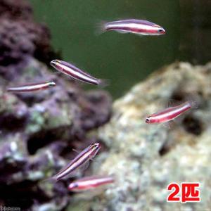 (海水魚)沖縄産 オヨギイソハゼ(2匹) 北海道...の商品画像