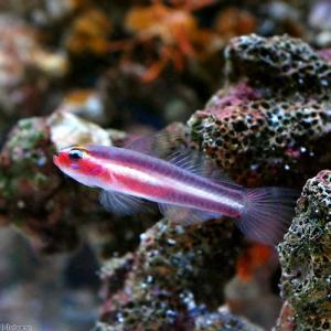 (海水魚)沖縄産 オヨギイソハゼ(2匹) 北海...の詳細画像2