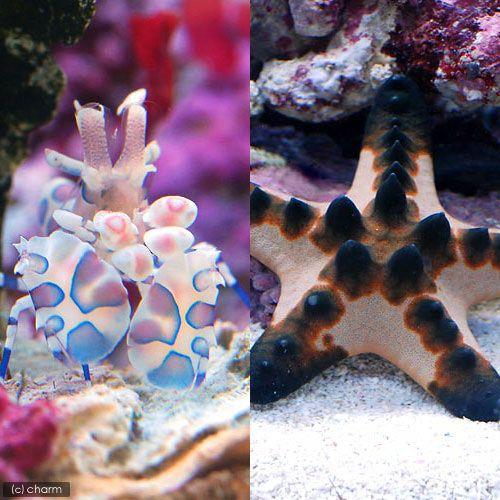 （海水魚）エビ　フリソデエビ（１匹）＋コブヒトデ（１匹）　北海道・九州航空便要保温