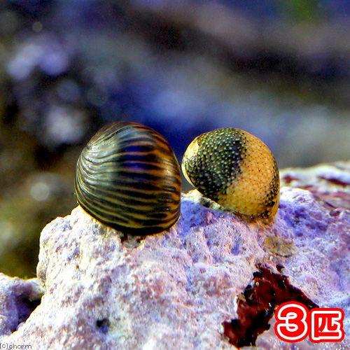 （海水魚）貝　海洋性カノコガイ　Ｓサイズ　コケの掃除（３匹）　北海道・九州航空便要保温