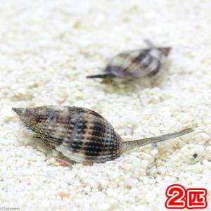 （海水魚）貝　リュウキュウムシロガイ　底砂とその他の掃除（２匹）｜chanet