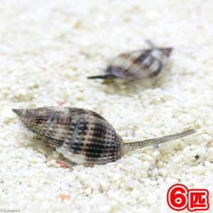 (海水魚)貝 リュウキュウムシロガイ 底砂とその...の商品画像