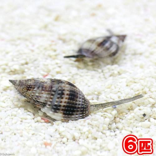 （海水魚）貝　リュウキュウムシロガイ　底砂とその他の掃除（６匹）　北海道・九州航空便要保温