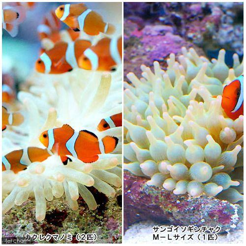 （海水魚）カクレクマノミ（２匹）＋サンゴイソギンチャクセット（１セット）　熱帯魚