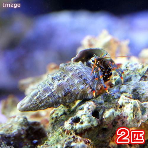 （海水魚）ヤドカリ　ホワイトブルーレッグハーミットクラブ（２匹）