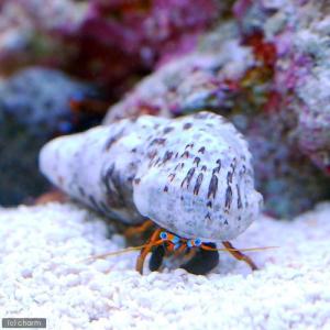 （海水魚）ヤドカリ　沖縄産　スベスベサンゴヤドカリ（３匹）　北海道・九州航空便要保温