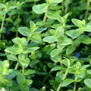 丸い 中 後景草 水草 チャーム Charm Paypayモール店 通販 Paypayモール