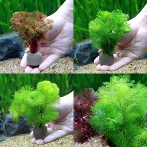 水草）ミクロソリウムsp．サリポイ（水中葉）（無農薬）（1株