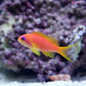 （海水魚）インドキンギョハナダイ　メス（３匹）