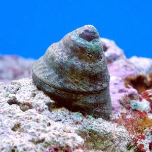 （海水魚）貝　シッタカ貝（バテイラ）　Ｍサイズ（２匹）　北海道・九州航空便要保温