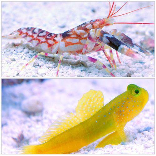 （海水魚）なかよしセットＢ（ギンガハゼ＋ニシキテッポウ）　北海道・九州航空便要保温
