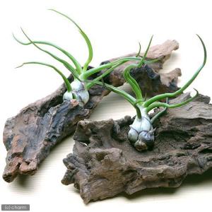 チャーム（charm） （観葉植物）エアープランツ チランジア イオナンタ
