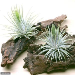おしゃれ 観葉植物：チランジア イオナンタ アルビノ*エアープランツ